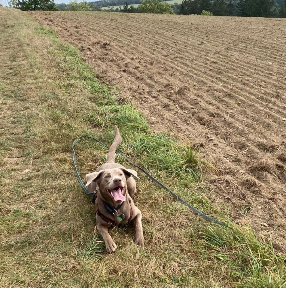 Hundetreffen-Hundebegegnungen zum Üben-Profilbild