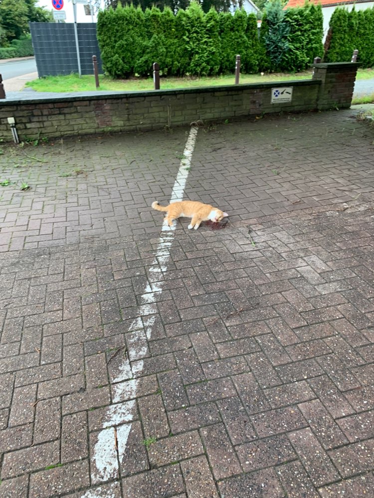 Giftköder-Tote Katze auf dem alten Parkplatz-Profilbild