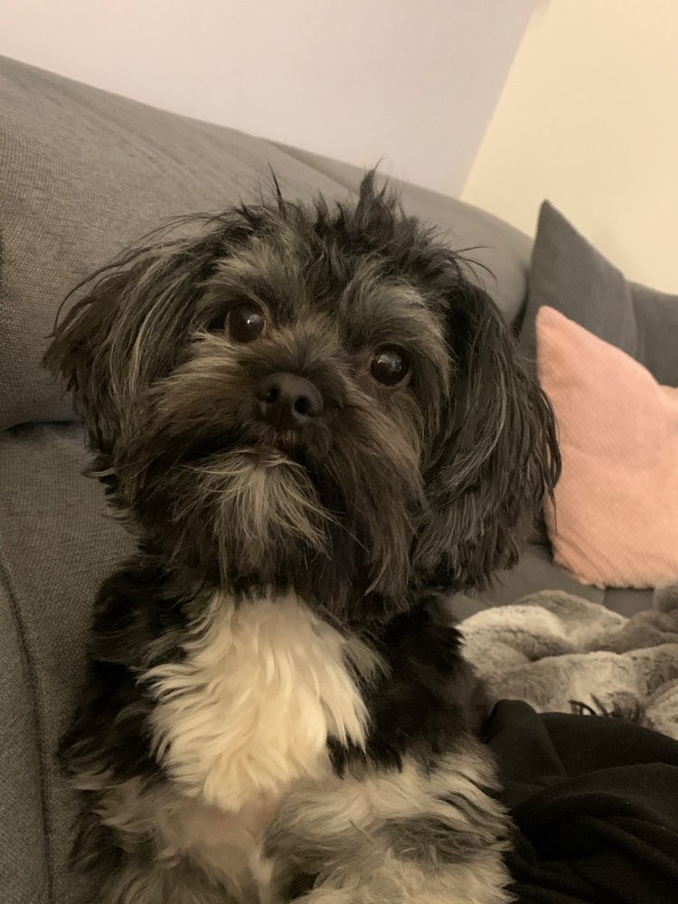 Hundetreffen-Kontakte mit anderen Hunden-Profilbild