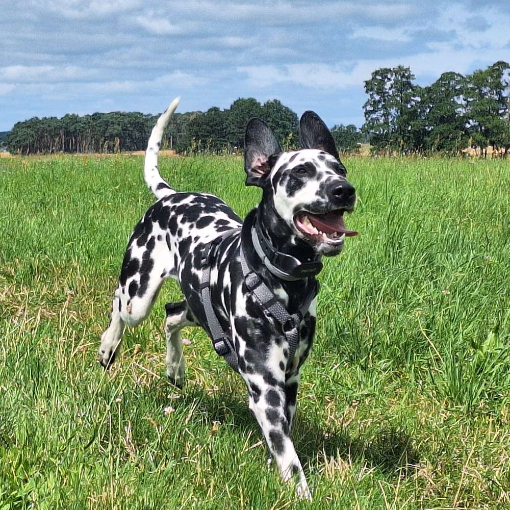Hundetreffen-Spielrunde/Gassi-Profilbild
