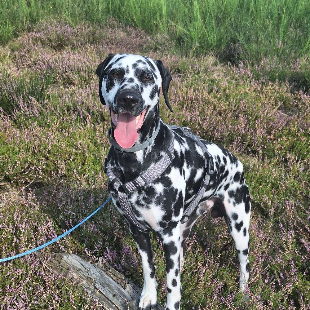 Hundetreffen-Gassi/Training-Profilbild