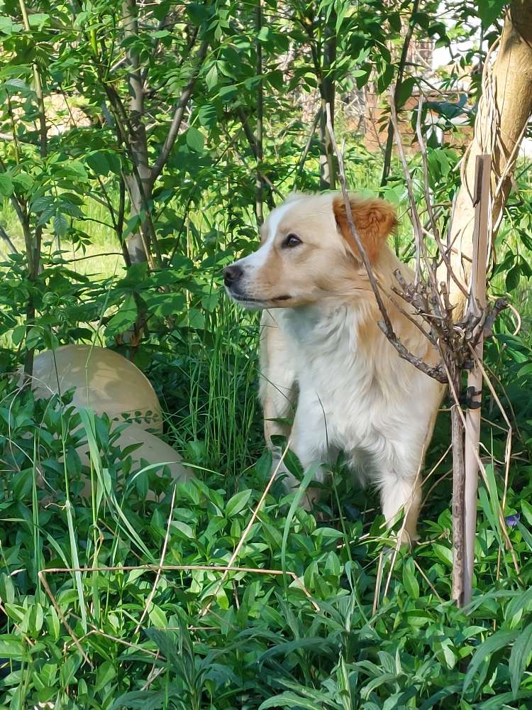 Hundetreffen-Clyde sucht einen Spielpartner-Profilbild