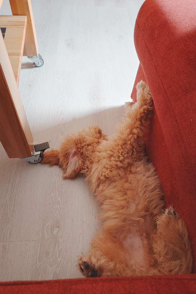 Hundetreffen-Soziale Kontakte für unseren Welpen-Profilbild