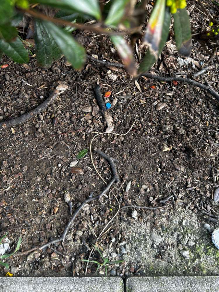 Giftköder-Rattengift-Profilbild