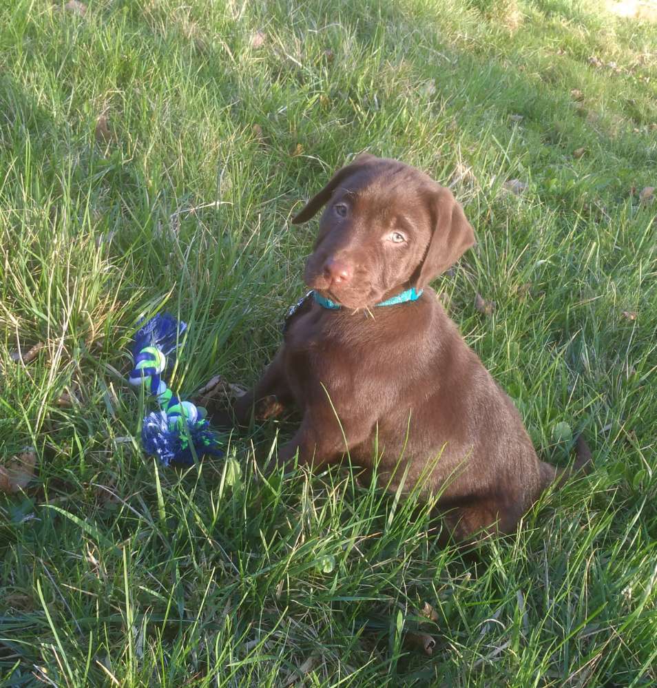 Hundetreffen-Spielrunde-Profilbild