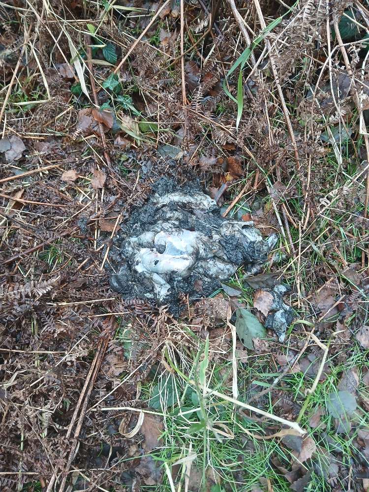 Giftköder-Wildreste von der Treibjagd Wald Wieck-Profilbild