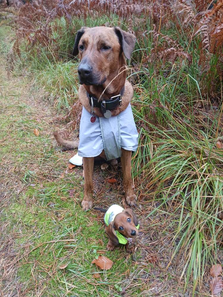 Hundetreffen-Treffen zum Spatziergang-Profilbild