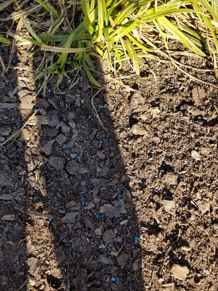 Giftköder-Blaukorn-Profilbild