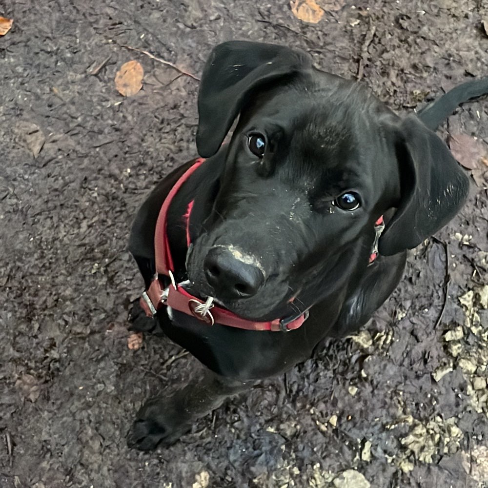 Hundetreffen-Spazier,- und Spielrunden-Profilbild