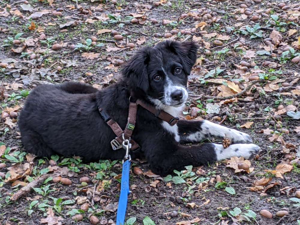 Hundetreffen-Hunde zum kontrollierten Spielen gesucht-Profilbild