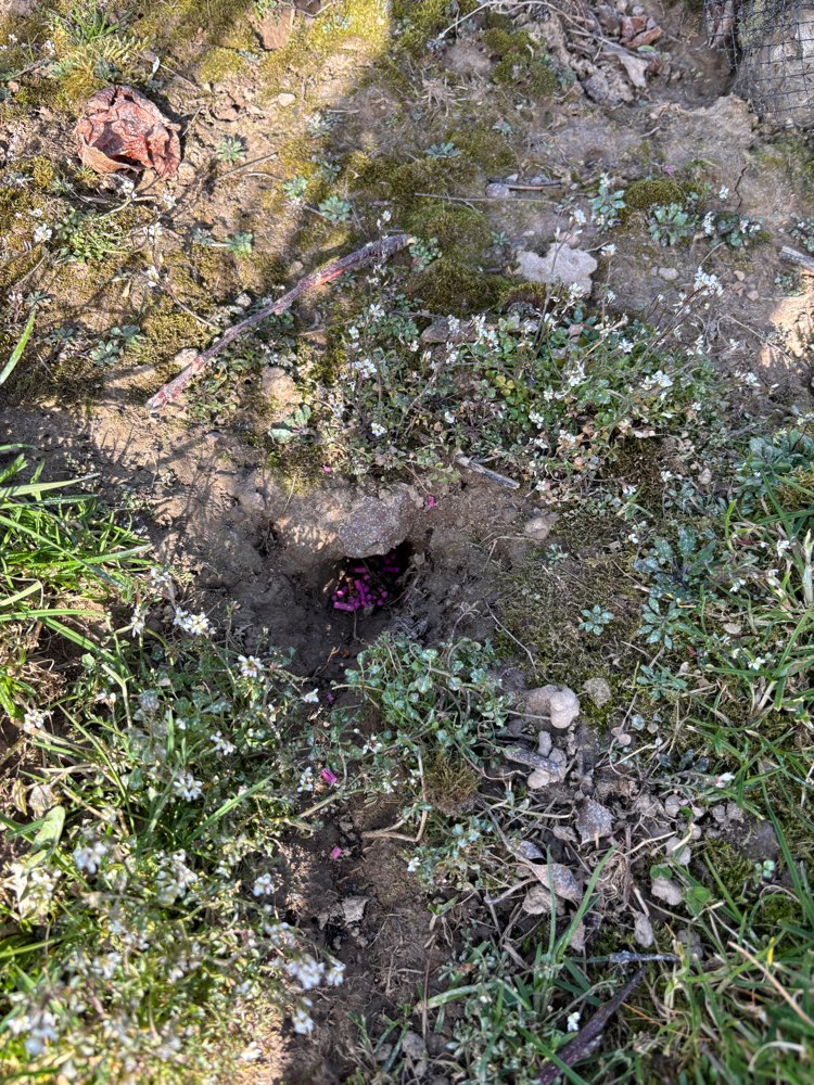 Giftköder-Rattengift in den Plantagen-Profilbild