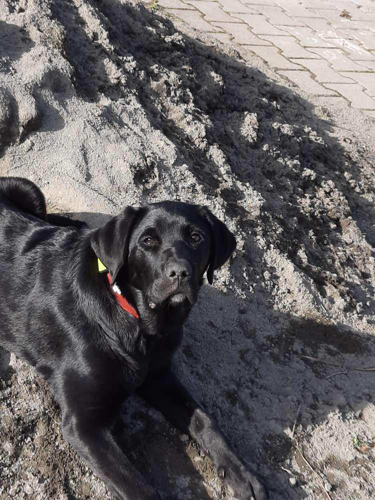 Hundetreffen-Torgau-Profilbild