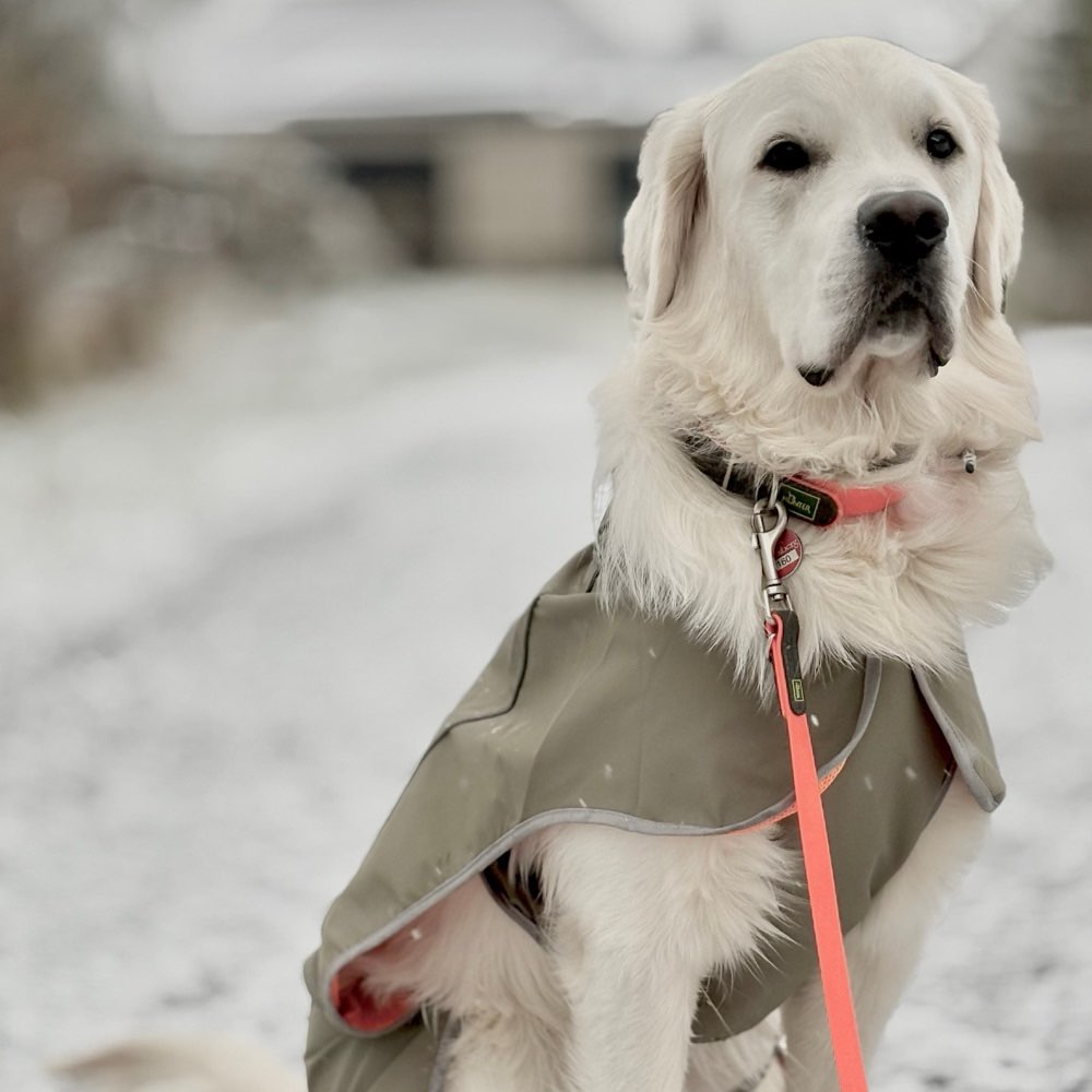 Hundetreffen-Gassi/Spiel treff 🐾🤍-Profilbild