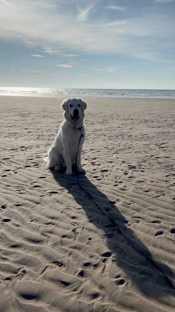 Hundetreffen-Spieltreffen 🐾-Profilbild
