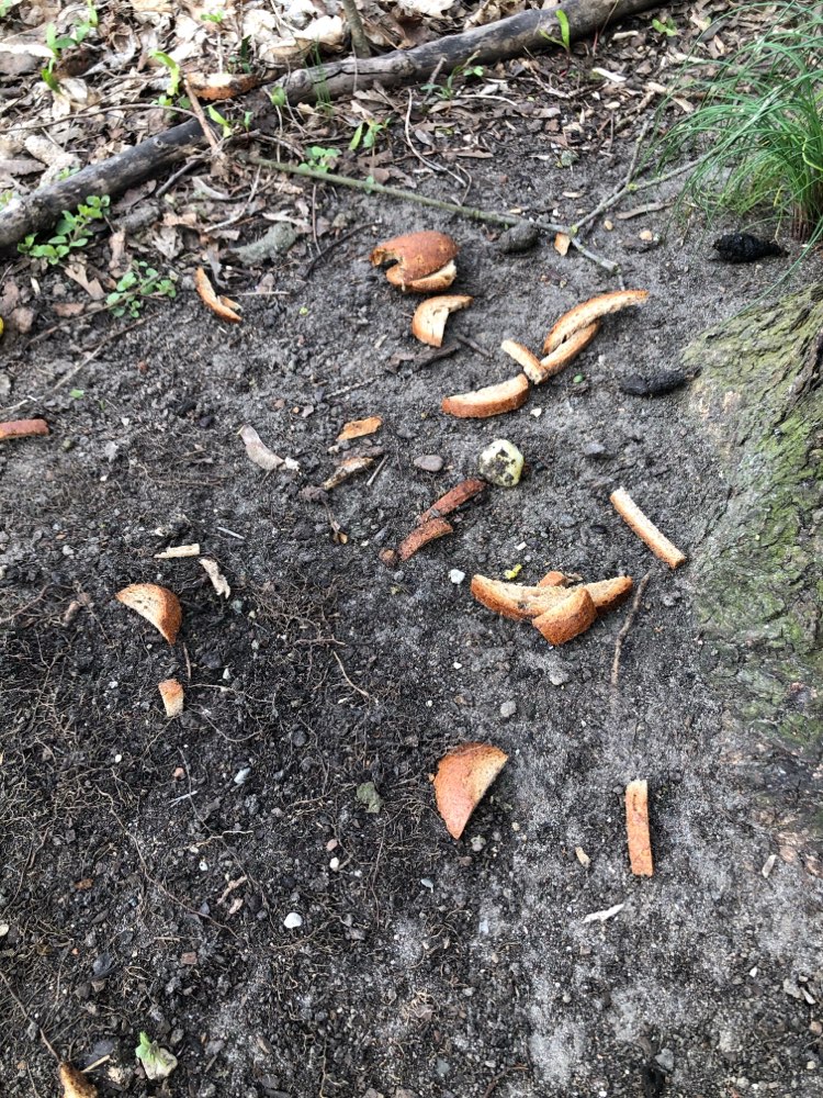 Giftköder-Giftköder-Profilbild