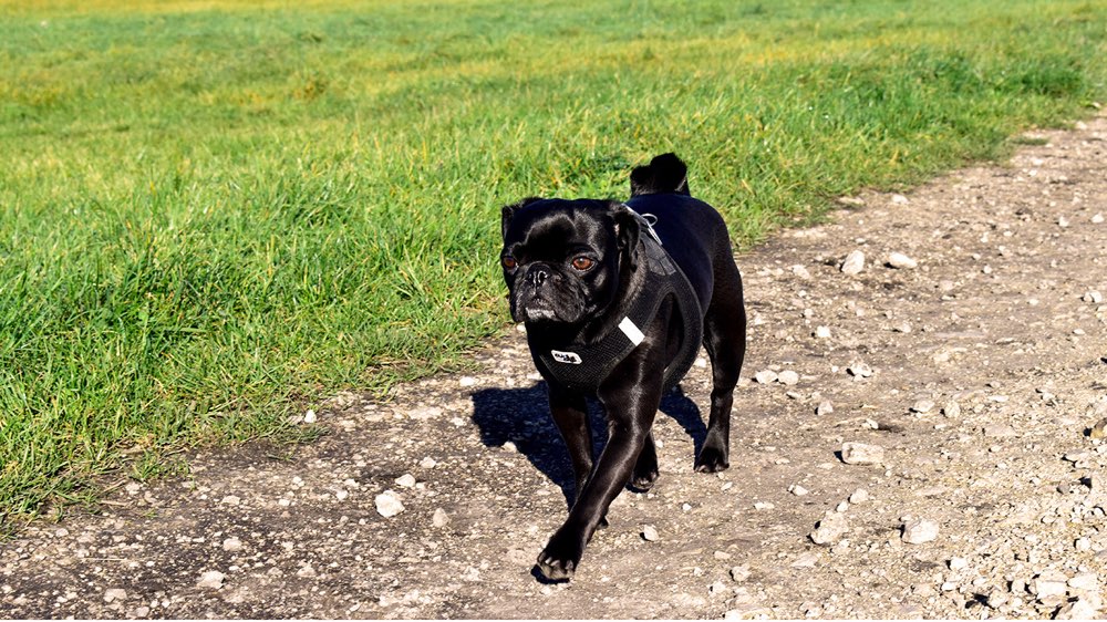 Hundetreffen-Mops-Treffen light-Profilbild