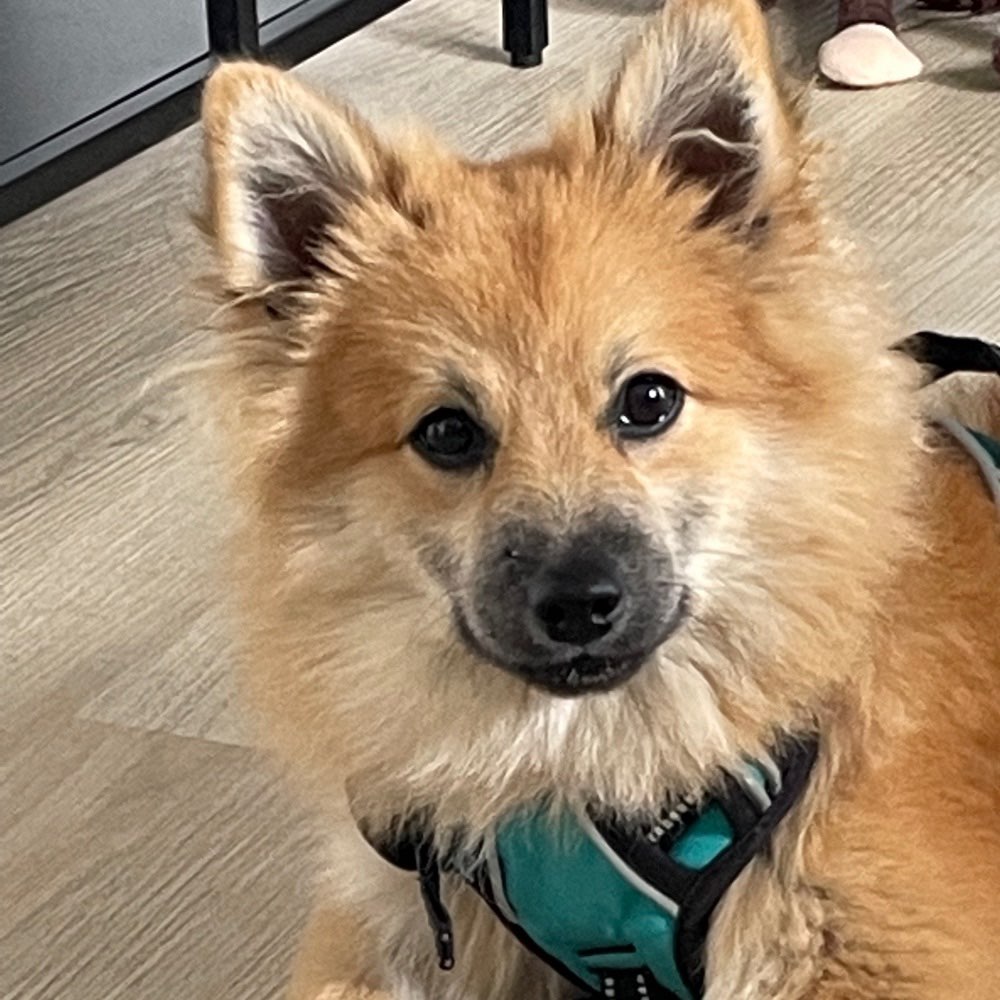 Hundetreffen-Junghunde (oder Junggebliebene ;) ) für gemeinsame Spaziergänge und zum Spielen gesucht-Profilbild