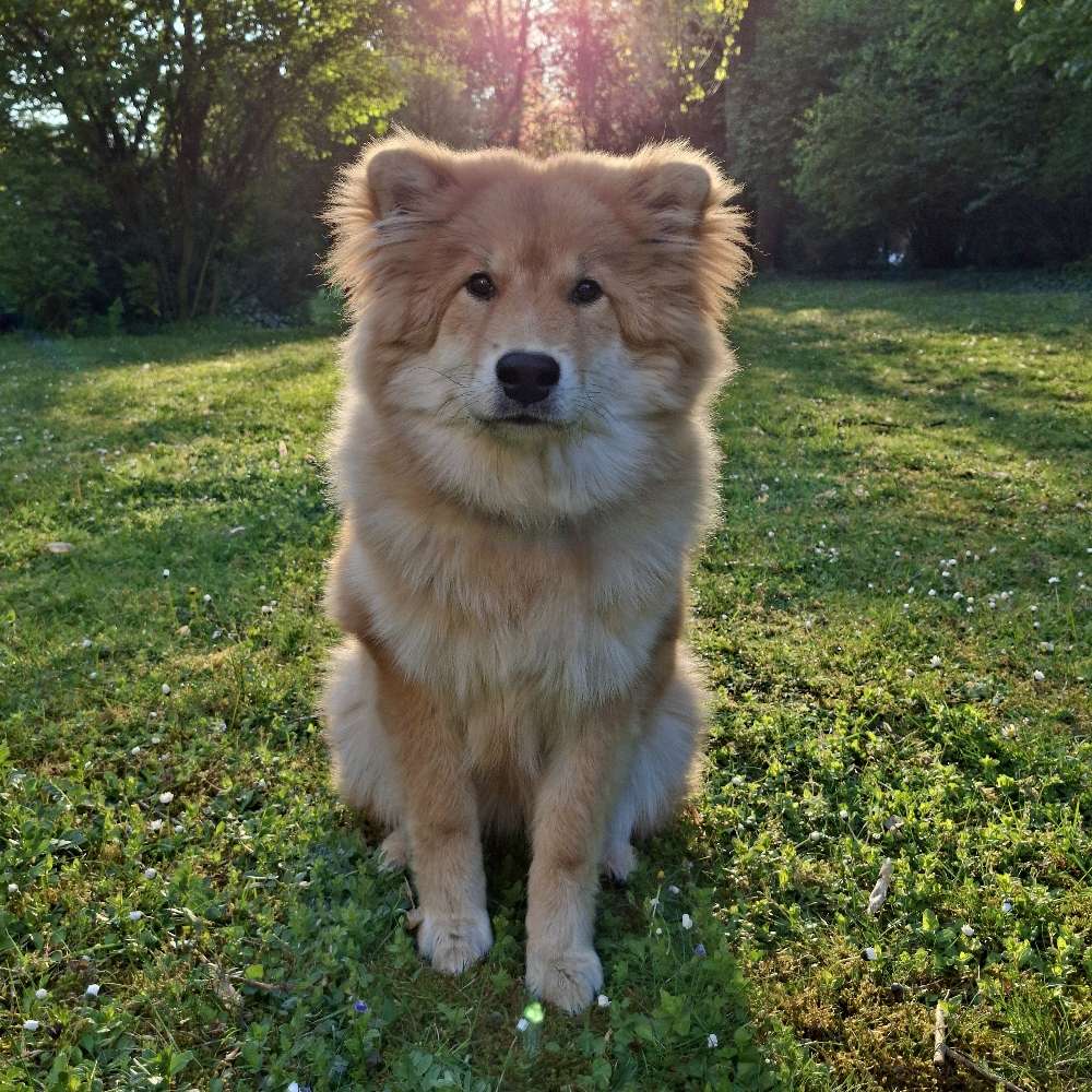Hundetreffen-Spielgefährte für Dino-Profilbild
