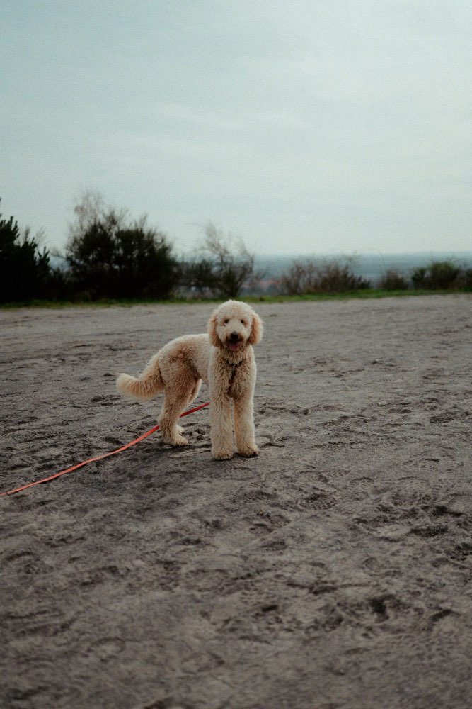 Hundetreffen-Mittelgroße Spielpartner für Wilma gesucht-Profilbild