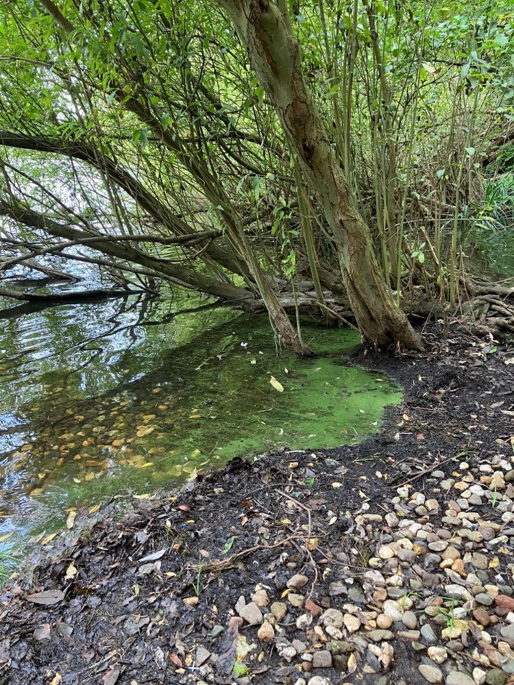 Giftköder-Blaualgen-Profilbild