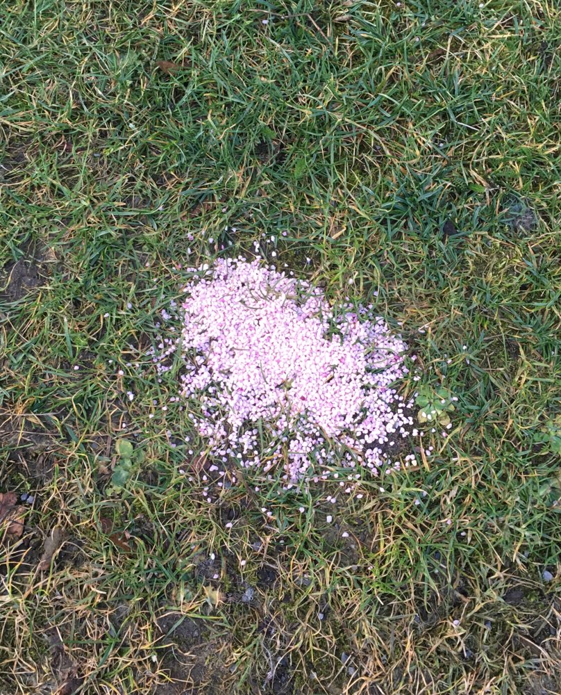 Giftköder-Vermutlich Rattengift-Profilbild