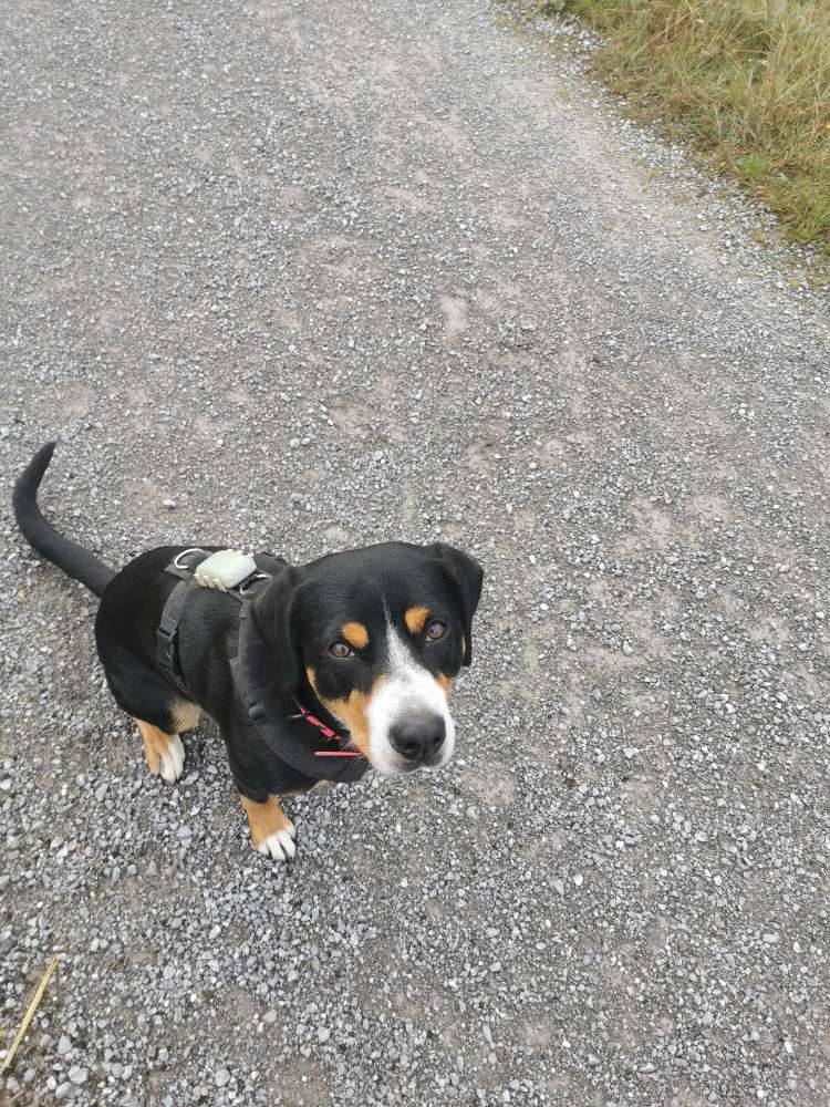 Hundetreffen-Gassirunden zum üben und Kontakt-Profilbild