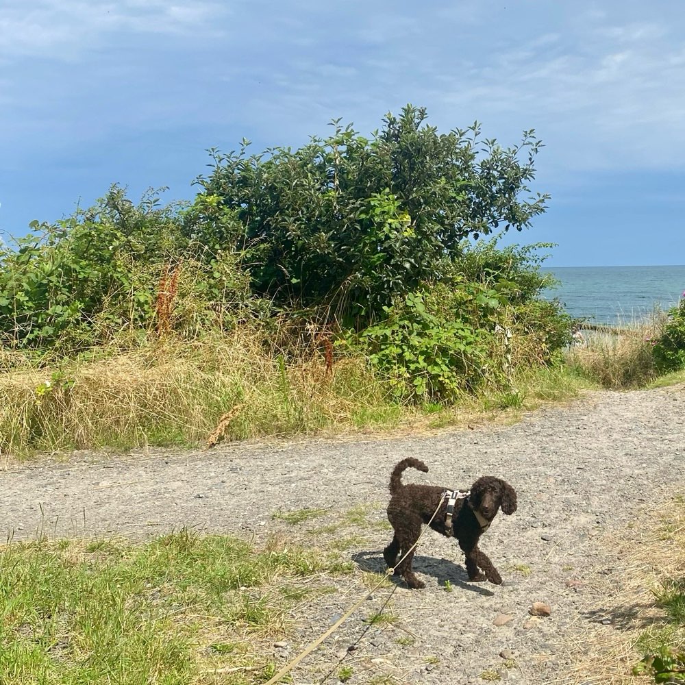 Hundetreffen-Hundefreunde finden-Profilbild