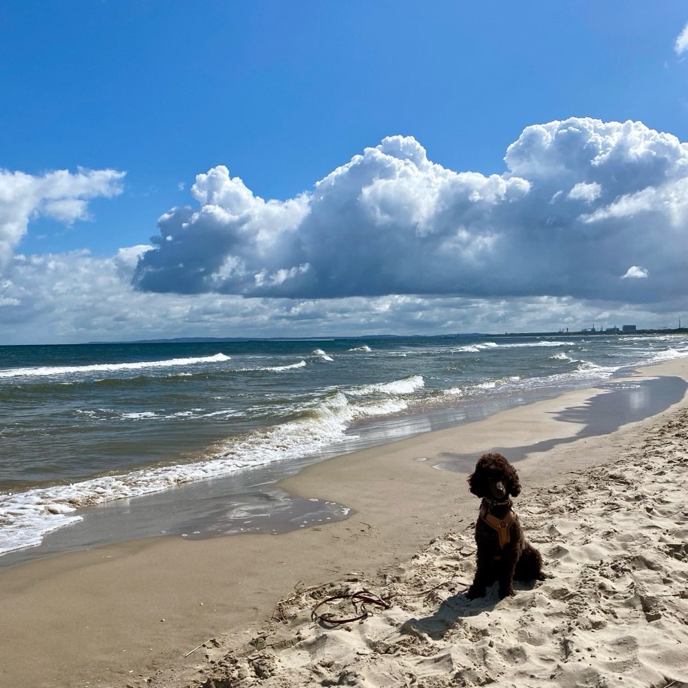 Hundetreffen-Hundefreunde finden-Profilbild