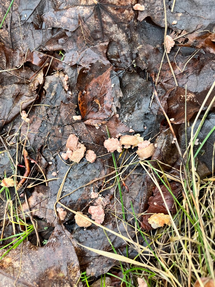 Giftköder-Vermutlich Giftköder-Profilbild