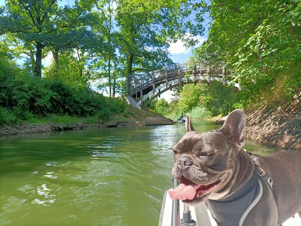 Hundetreffen-Spielen und Gassi treffen-Profilbild