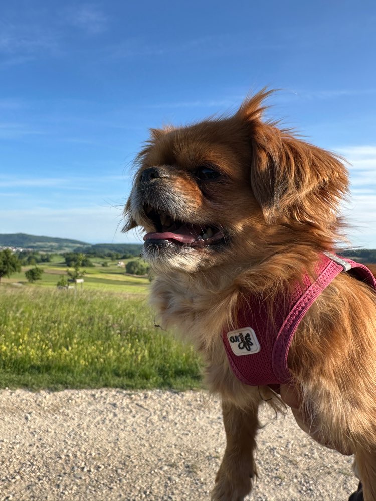 Hundetreffen-Neue Hundefreunde kennenlernen 🥰-Profilbild
