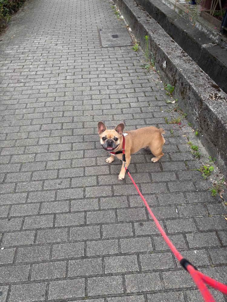 Hundetreffen-Frenchie Crew Weinheim-Profilbild