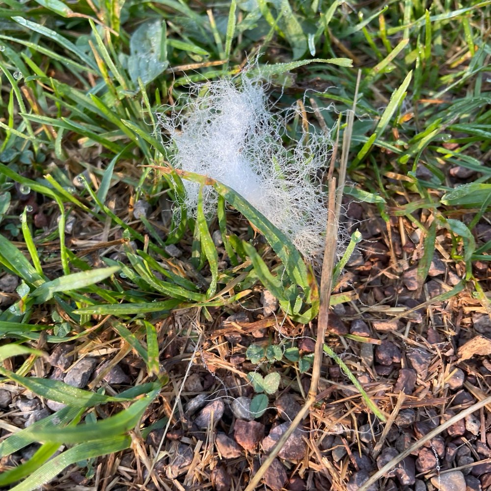 Giftköder-Giftköder-Profilbild