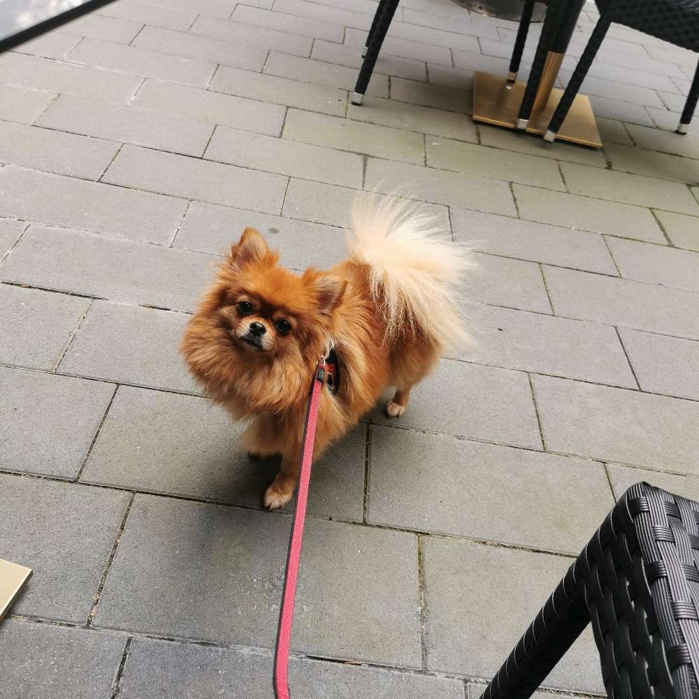 Hundetreffen-Spaziergänge-Profilbild