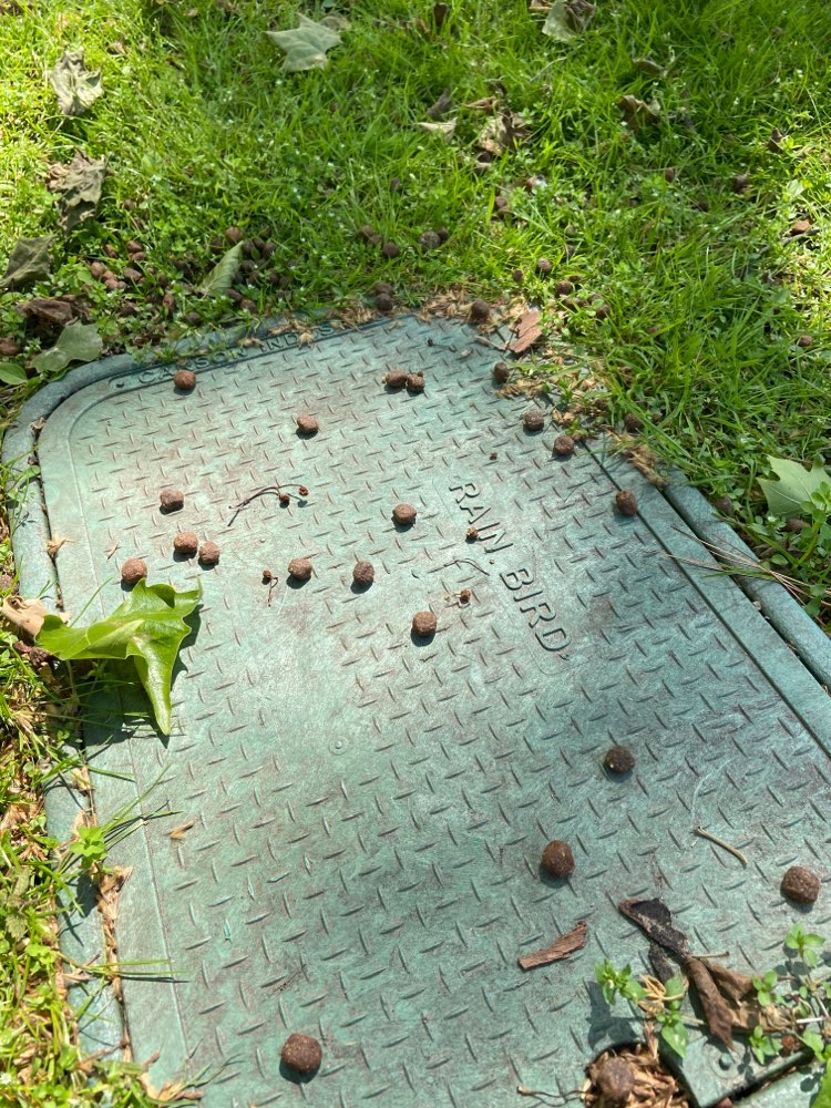 Giftköder-Ausgelegtes Hundefutter-Profilbild