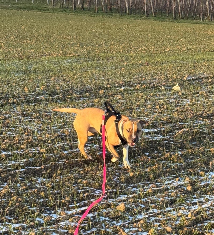 Hundetreffen-Trainings Partner gesucht-Profilbild