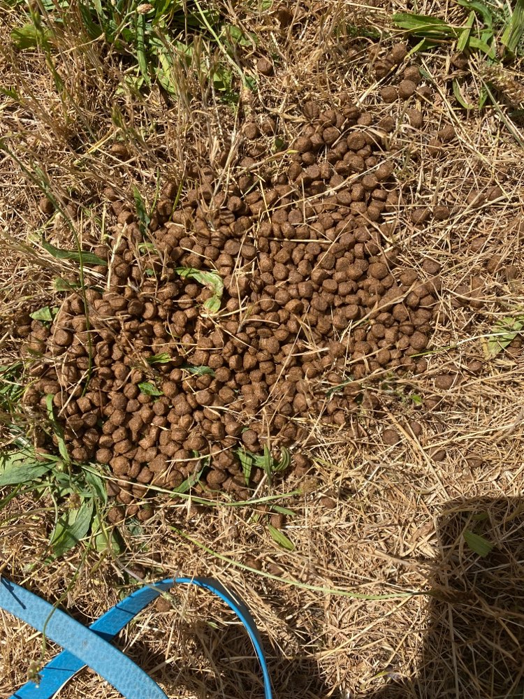 Giftköder-Hundefutter auf der Wiese-Profilbild