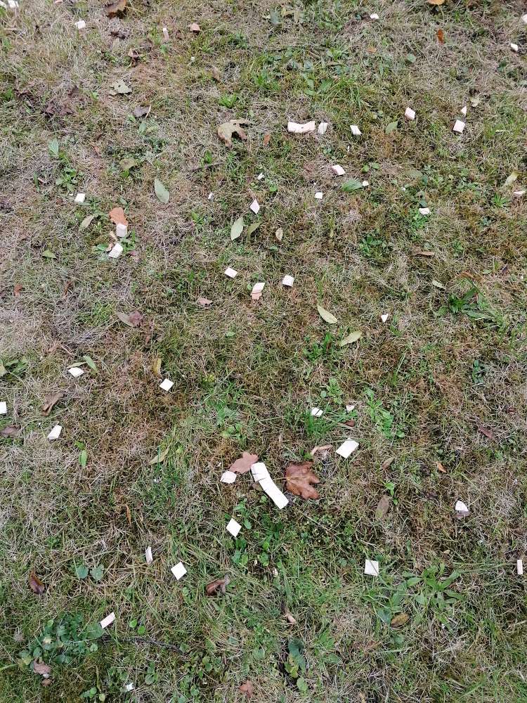 Giftköder-Wurststücke-Profilbild