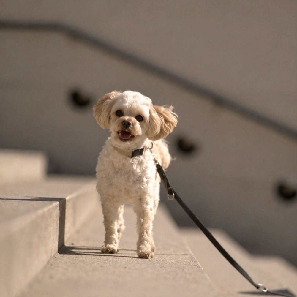 Hundetreffen-Socal Walk-Profilbild