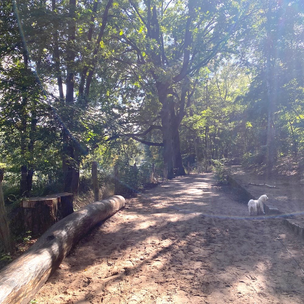 Hundetreffen-Socal Walk-Profilbild