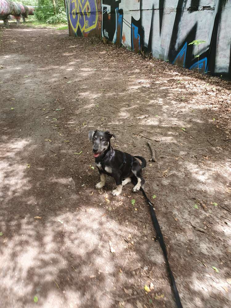 Hundetreffen-Gemütliche Abendrunde-Profilbild