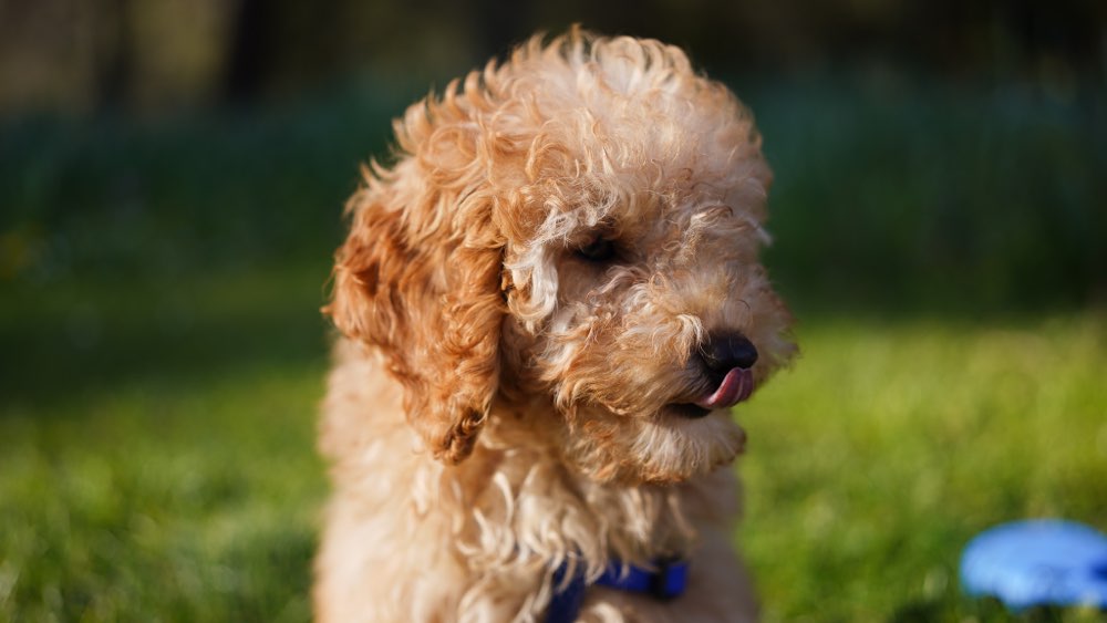 Hundetreffen-Spielkameraden in Saarbrücken gesucht-Profilbild