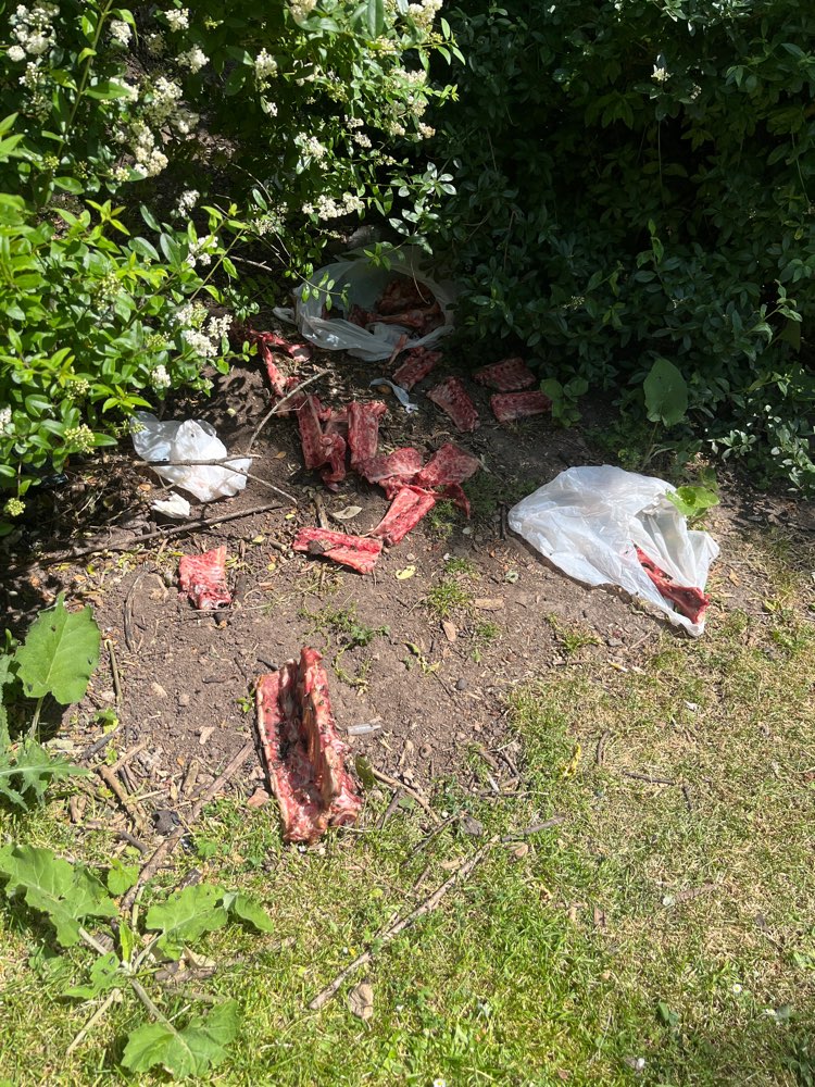 Giftköder-Fleischstücke-Profilbild