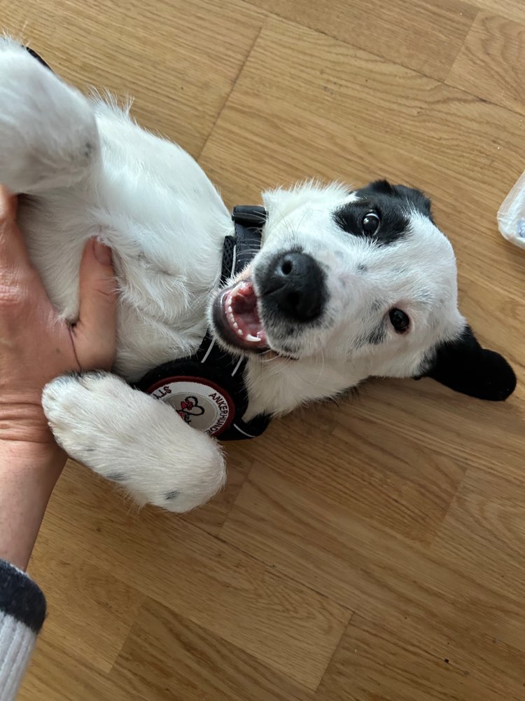 Hundetreffen-Welpendate/ Junghundtreffen in Ratingen-Profilbild