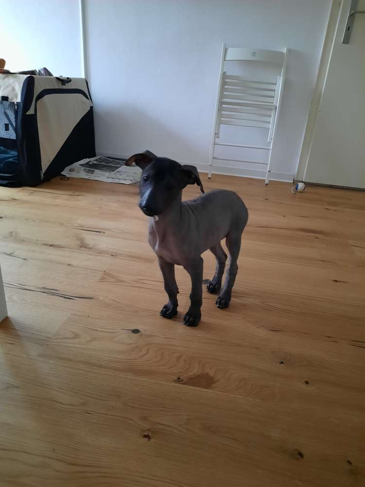 Hundetreffen-Welpen und Spielgefährtentreffen-Profilbild