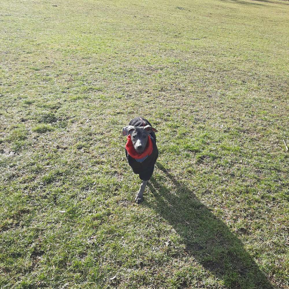 Hundetreffen-Welpentreff Göggingen-Profilbild