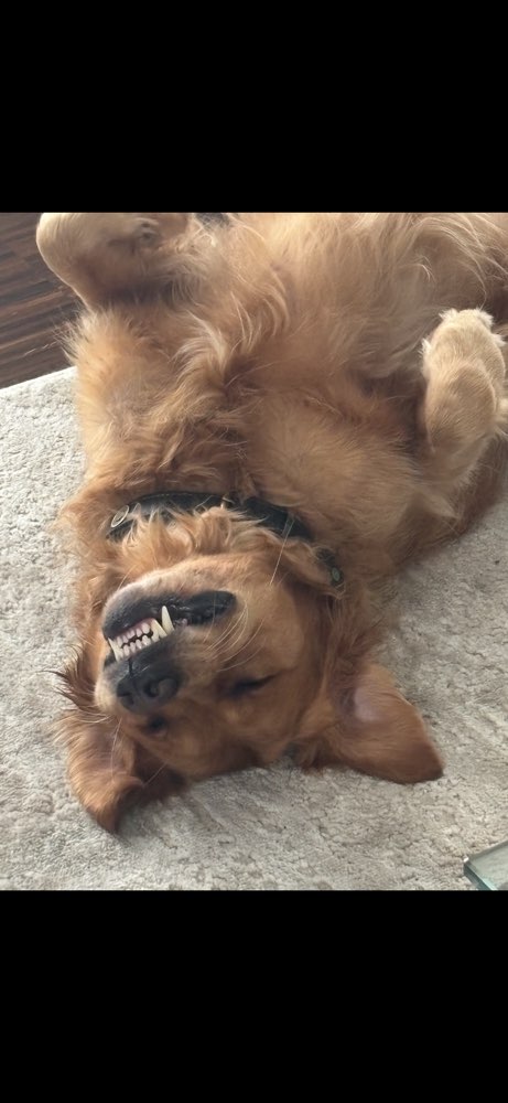 Hundetreffen-Golden Retriever sucht Freunde :)-Profilbild
