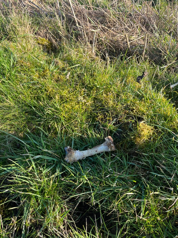 Giftköder-Einzelner Knochen-Profilbild