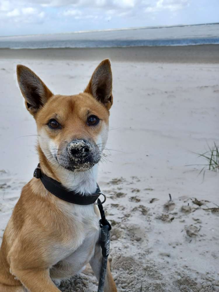 Hundetreffen-Gemeinsame Gassirunde mit Trainingseinheiten-Profilbild