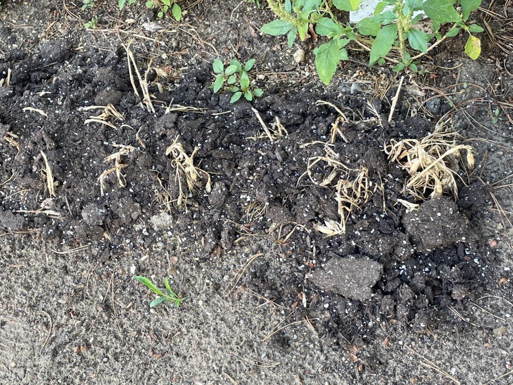 Giftköder-Wahrscheinlich Ameisen Gift-Profilbild